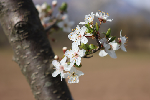 Close Up Of White Cherry Blossom In The Morning