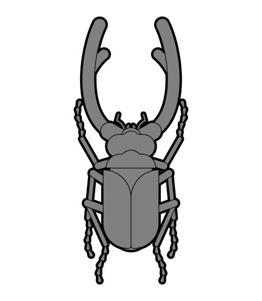 ilustraciones, imágenes clip art, dibujos animados e iconos de stock de escarabajo ciervo aislado. escarabajo con mandíbulas grandes - silhouette stag beetle beetle insect