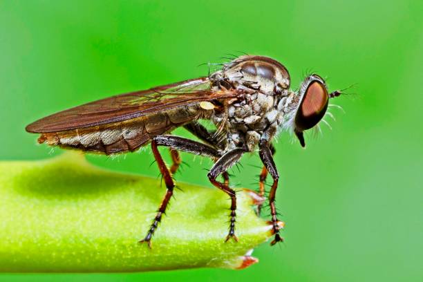 istock Closed up insect at tip of branch. 1312763675