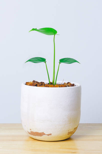 istock Pot plant with a wooden table. Empty white wall in room interior. Copy space. 1312764310