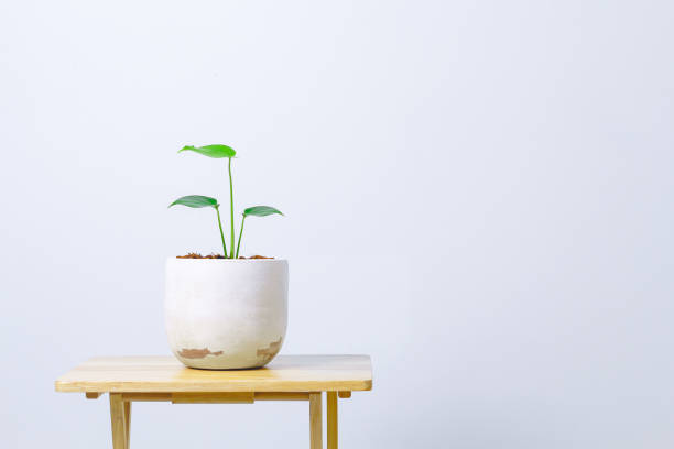 istock Pot plant with a wooden table. Empty white wall in room interior. Copy space. 1312764322