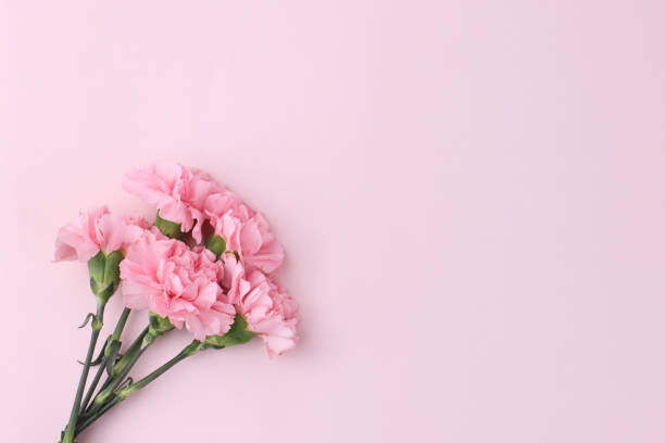 istock pink carnation, red carnations isolated in pink background 1312764334
