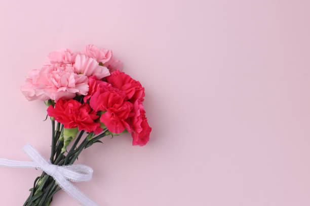 garofano rosa, garofani rossi isolati su sfondo rosa - perfection gerbera daisy single flower flower foto e immagini stock
