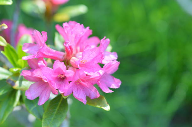 Macro of an alpine rose
