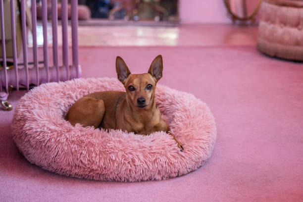 Portrait of Miniature Pinscher relaxing in fake fur pet bed Purebred dog looking at camera with alert expression while enjoying cozy pampered lifestyle in the pink. dog bed stock pictures, royalty-free photos & images