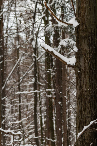 istock Trees covered by fresh snow in winter, Beskid, Poland 1312767652