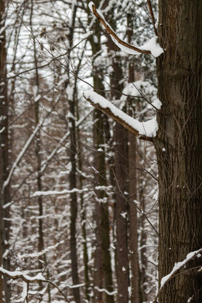 istock Trees covered by fresh snow in winter, Beskid, Poland 1312767824