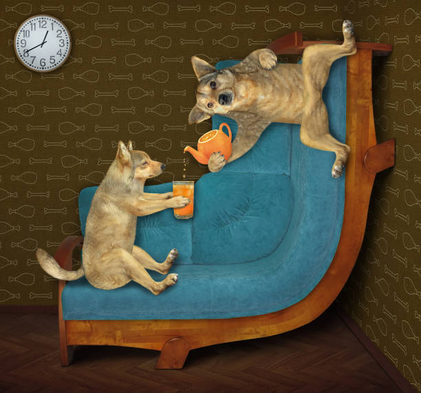 A dog laying on the couch