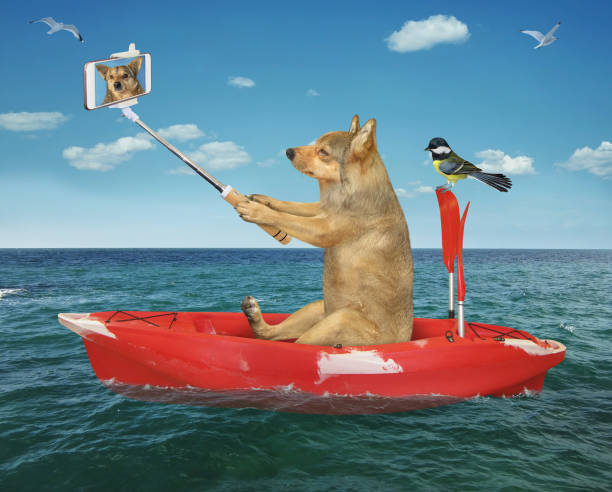 istock Dog takes selfie in row boat 1312768761