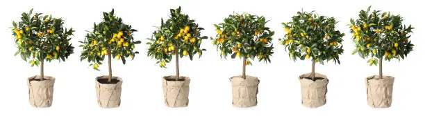 Set of kumquat trees with fruits in flowerpots on white background. Banner design