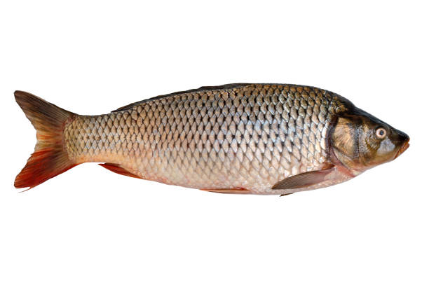 istock Freshly caught raw river carp fish isolated on white background. 1312769793