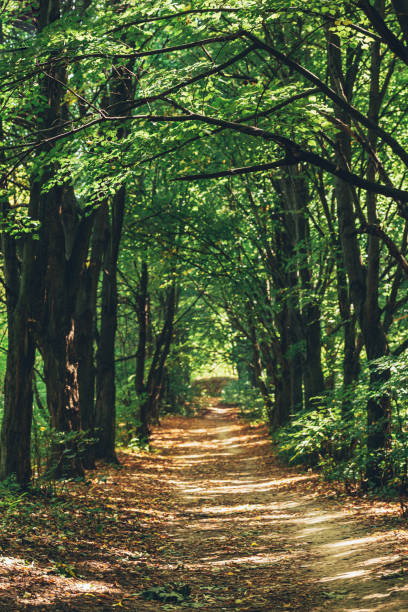 istock Beautiful road in a summer forest. Sunny day. 1312770250