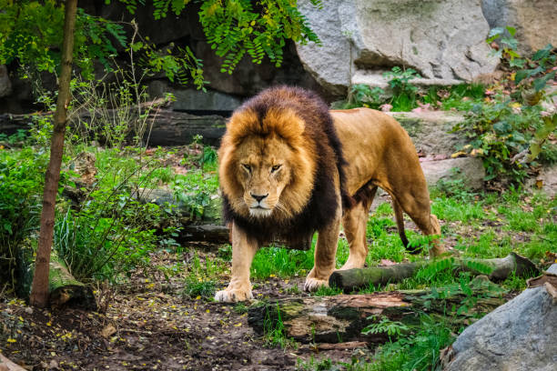 istock Lion in jungle forest in nature 1312770296