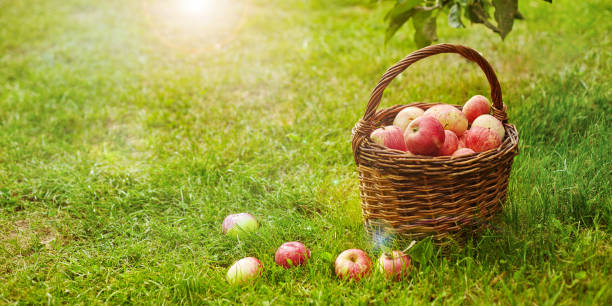 istock Fresh and colorful apples in basket, selective focus 1312770342