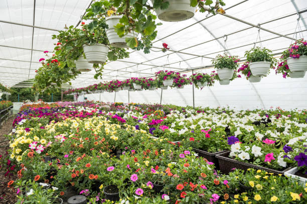 istock Many colored flowers during seasonal blossoming 1312771493
