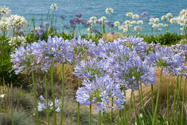 African lily on a beach in Briitany