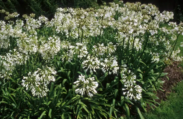 Agapanthus umbellatus 'Alba' / White umbel Agapanthus / African Lily