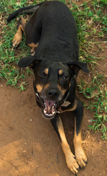 istock A black dog winks with one eye while laying and looking into the camera 1312772611