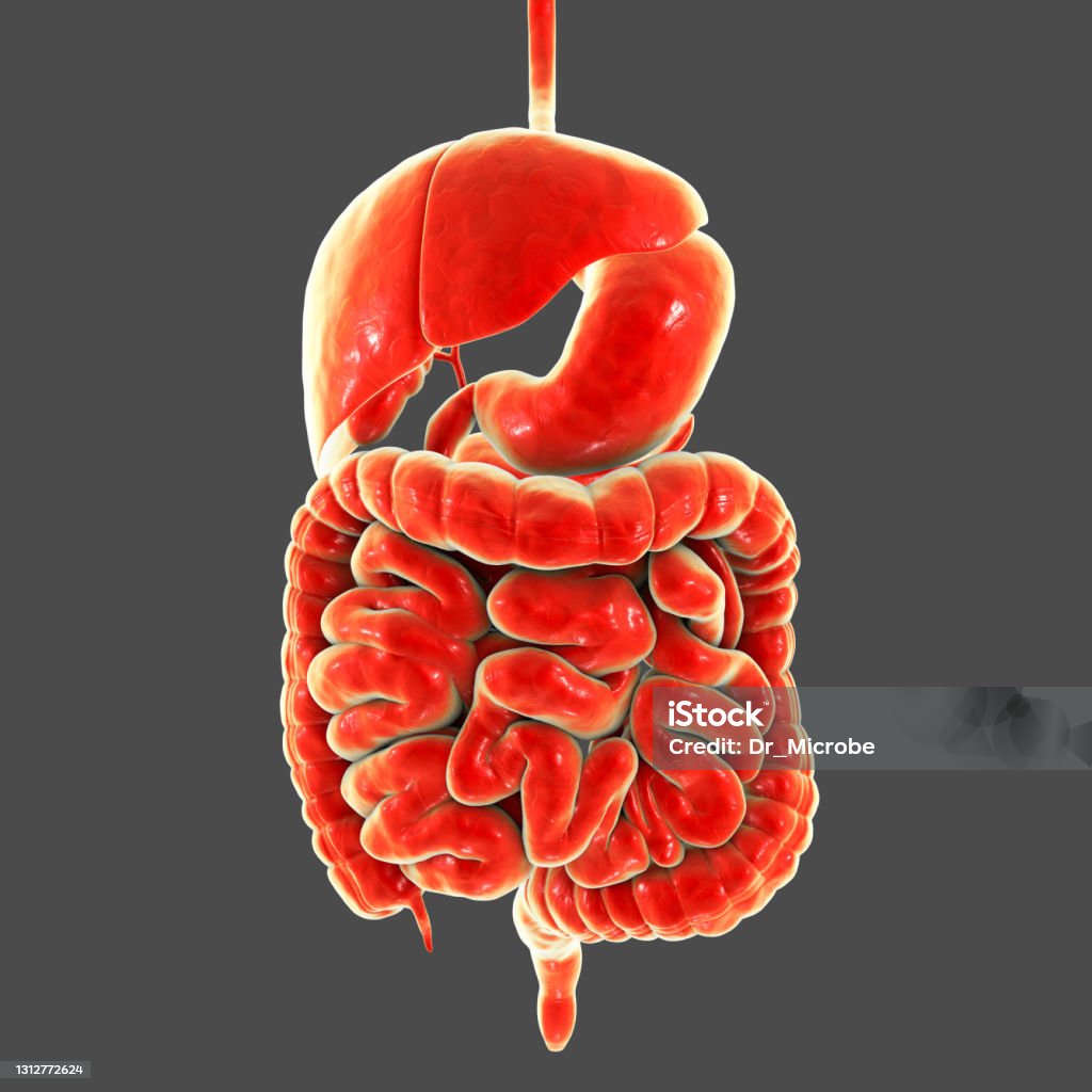 Anatomy of human digestive system, 3D illustration Anatomy of human digestive system, 3D illustration showing liver, stomach, small and large intestine isolated on plain background Cut Out Stock Photo