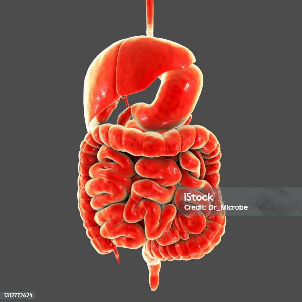 Anatomy Of Human Digestive System 3d Illustration Stock Photo - Download Image Now - Cut Out, Intestine, Three Dimensional