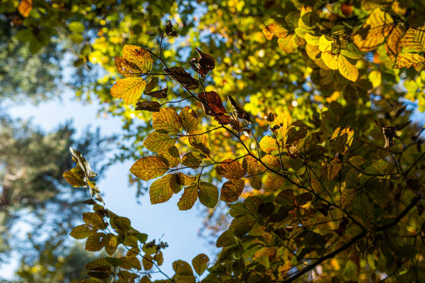 istock Autumn landscape: colored treetops against blue sky background. Colorful leaves. Natural background. 1312772710