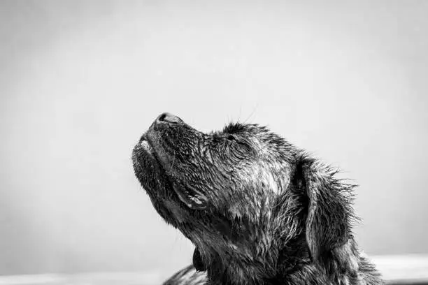 The face of a wet mastiff dog stretching his nose into the air for a sniff with eyes closed.