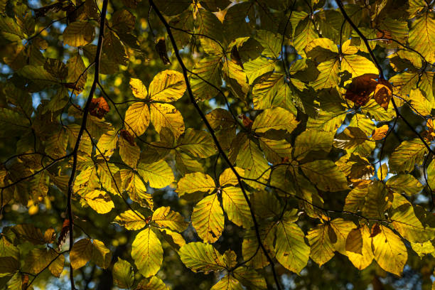 istock Autumn landscape: colored treetops against blue sky background. Colorful leaves. Natural background. 1312772902