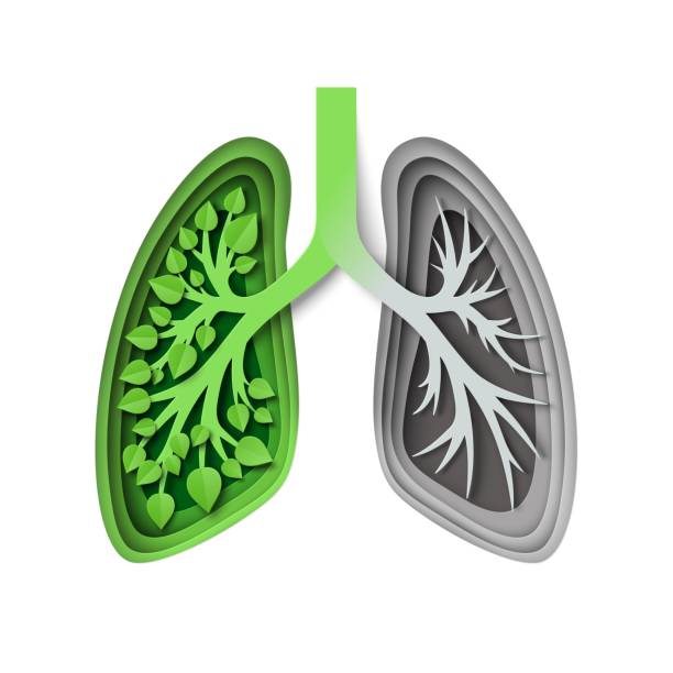 природные легкие с листьями и без, векторная иллюстрация в стиле бумажного искусства. сохранить природу, окружающую среду. концепция эколо� - human lung healthy lifestyle healthcare and medicine green stock illustrations