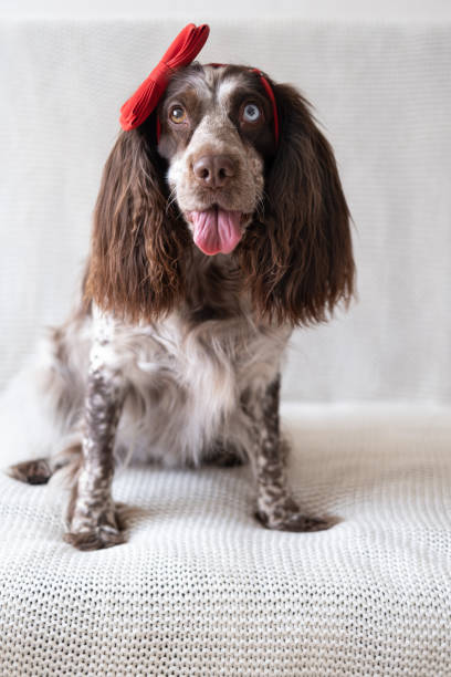 istock Brown Russian spaniel dog lying on couch in red bow on head. Valentine day. 1312774236