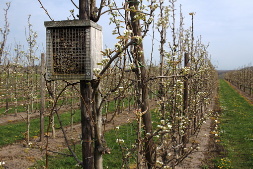 Insect hotels are popular amongst gardeners and fruit and vegetable growers due to their role encouraging insect pollination. Some elaborately designed insect hotels may also be attractions in their own right and, increasingly, can be found in pub gardens and various tourist locations.