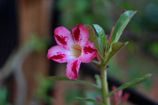 Desert rose single flower, Pink and white, Adenium obesum, India