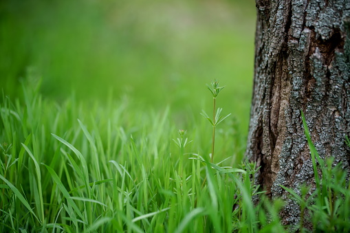 Green grass growing in the forest.