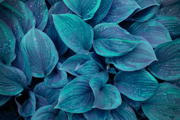 Decorative hosta leaves after rain with rain drops on it