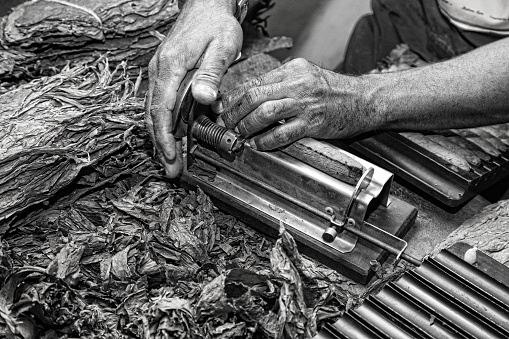 Cigar rolling - national Cuban industry