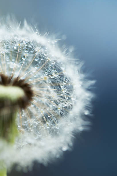 istock dandelion seeds on blue background 1312777358