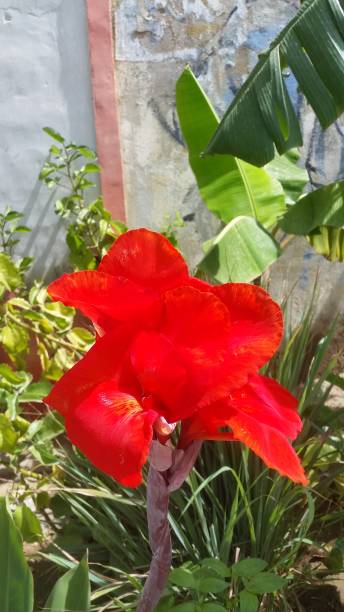 istock Hermoza flower of capacho with its colorful orange 1312779585