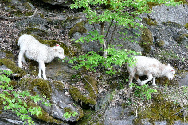 istock Meet lamb mountain animals in the valley 1312779808