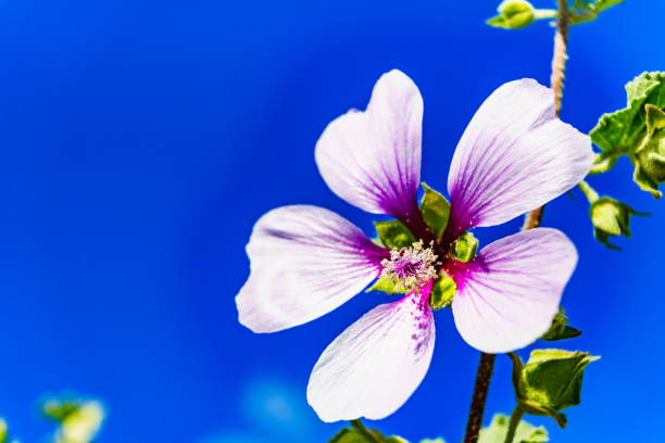 Pink flower against blue sky. Mediterranean coast, sunny day in spring time.