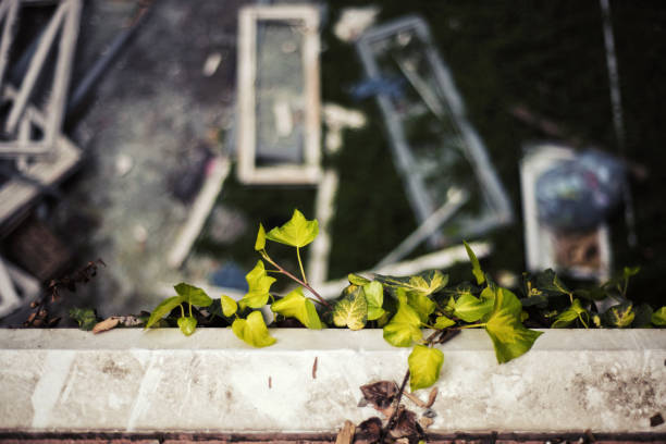 Climbing ivy in abandoned place