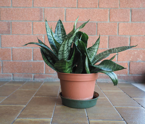 istock green sansevieria plant 1312782481
