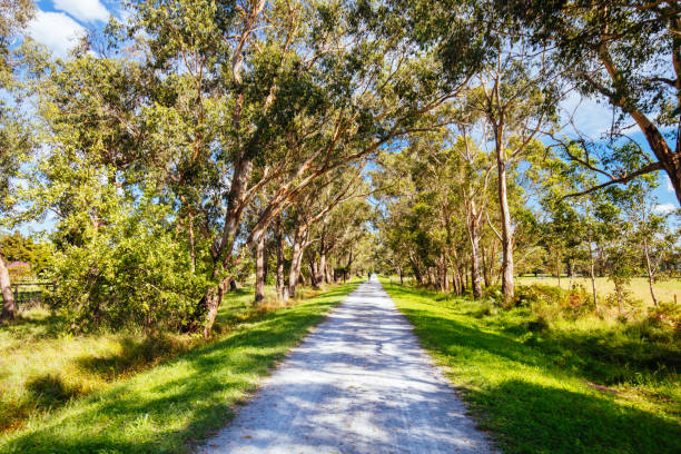 istock Lilydale to Warburton Rail Trail in Australia 1312783043