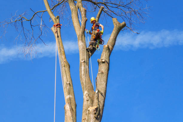 istock Tree surgeon, Arborist working in the crown of the elm tree, rigging rope, looking down and checking his equipment. 1312783967