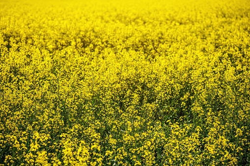 Bright yellow rapeseed (Brassica napus) flowers growing on field. Canola cultivar are used as source of vegetable oil