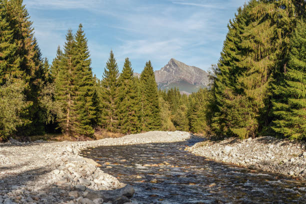 Forest river Bela with small round stones and coniferous trees on both sides, sunny day, Krivan peak - Slovak symbol - in distance