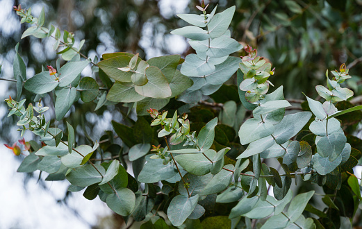 Hermosas hojas fragantes de hoja perenne esmeralda de árbol de Eucalipto o árbol de goma en Arboretum Park Southern Cultures en Sirius (Adler). Enfoque selectivo de primer plano de las hojas redondas jóvenes photo