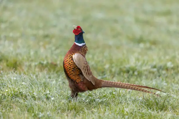 Beautiful male ring-necked pheasant mating display.