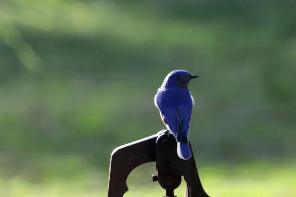 Eastern Bluebirds arrive in Spring and start looking for nest locations and mates.