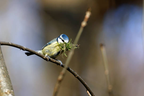 mésange bleue avec un bec plein de matériel de nidification - tufted tit photos et images de collection