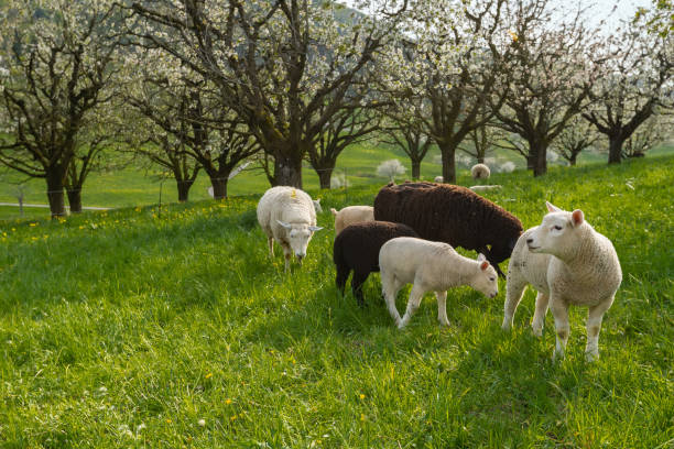 istock Idyllic scene with grazing sheep with nature landscape background 1312789043
