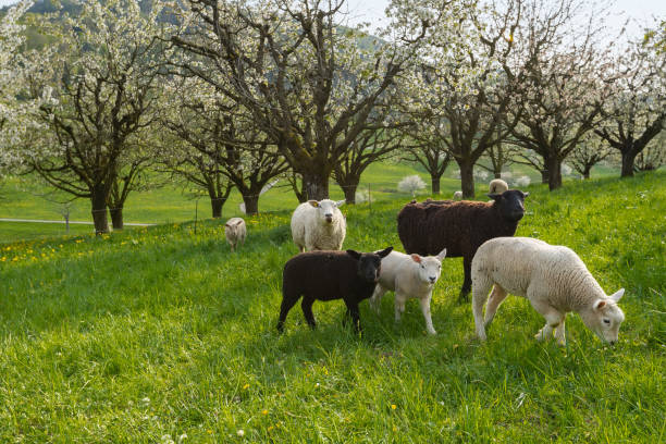 istock Idyllic scene with grazing sheep with nature landscape background 1312789056